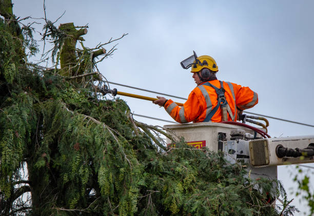 Best Tree and Shrub Care  in Dickinson, TX