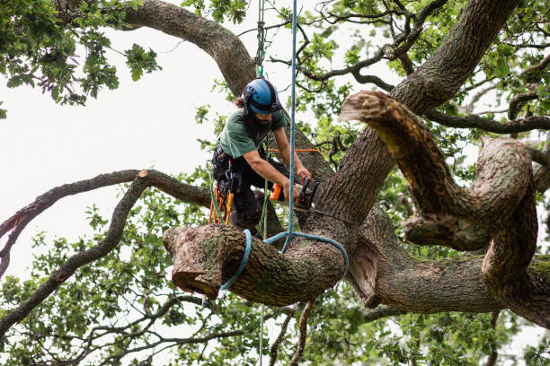 Best Tree Trimming and Pruning  in Dickinson, TX