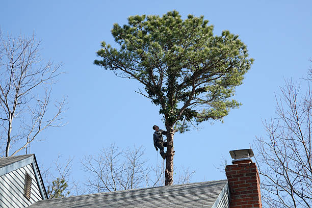 Best Tree Removal  in Dickinson, TX