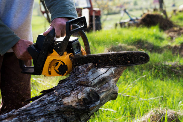 Best Tree Preservation Services  in Dickinson, TX